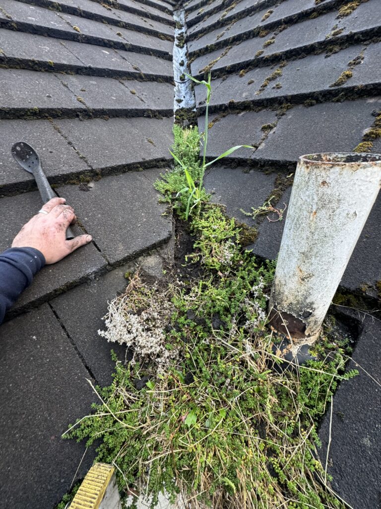 Person removing moss and debris from roof tiles with a crowbar.
